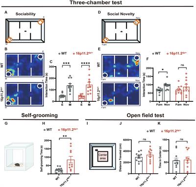 Microbiota profiling reveals alteration of gut microbial neurotransmitters in a mouse model of autism-associated 16p11.2 microduplication